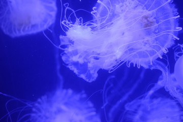 Beautiful jellyfish in the aquarium.