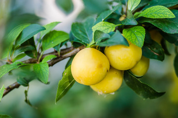 Yellow plum, ripe fruit hidden green leaves