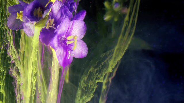 Flowers Polemonium caeruleum. Colorful ink in water.