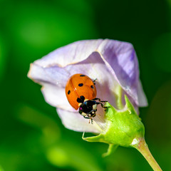 Macro shot of a ladybug (Coccinellidae) on the pale pink blossom of a vetch.