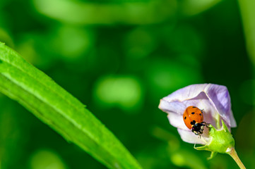 Macro shot of a ladybug (Coccinellidae) on the pale pink blossom of a vetch.