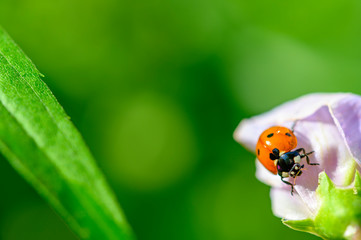 Macro shot of a ladybug (Coccinellidae) on the pale pink blossom of a vetch.