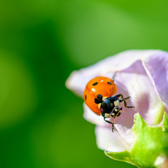 Macro shot of a ladybug (Coccinellidae) on the pale pink blossom of a vetch.