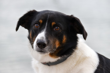 Jack Russel Terrier Dog