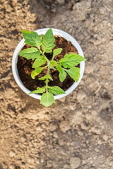Young seedlings sprouted in a glass in early spring