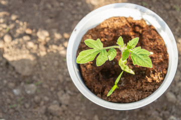 Young seedlings sprouted in a glass in early spring