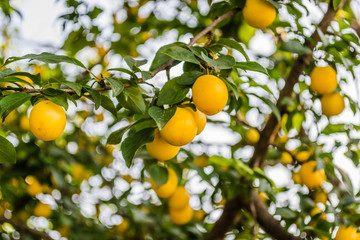 Yellow plum, ripe fruit hidden green leaves