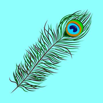 Vector image of peacock feather