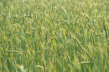 Zielone zboże w polu.