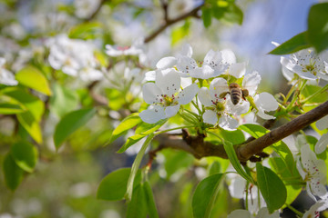 Bee collects nectar from white flowers of pear tree in late spring