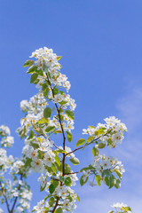 Blooming white pear tree flowers in late spring against the blue sky