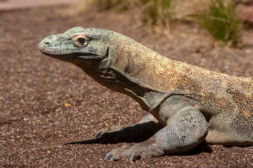 dragón de komodo, animal salvaje