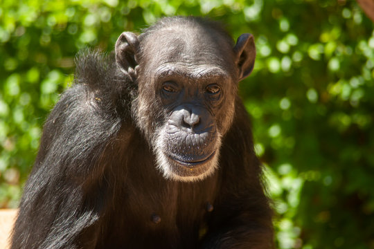 mirada de un chimpancé