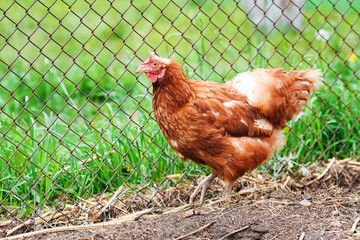Red hens in the henhouse, layers.