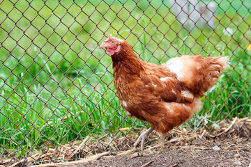 Red hens in the henhouse, layers.