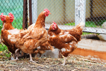 Red hens in the henhouse, layers.