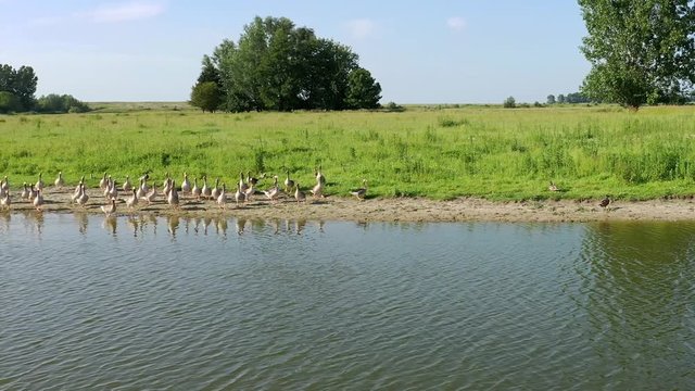 Group of ducklings in meadow. 4k Aerial shot