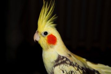 portrait of a parrot