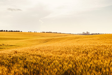 landscape yellow cereal field and the city on the horizon