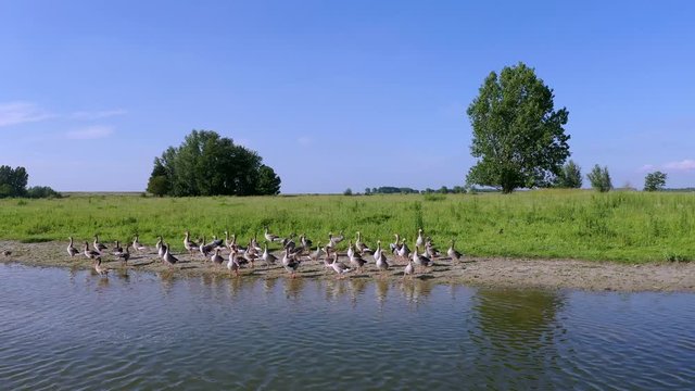 Group of ducklings rushing the water in meadow. 4k Aerial shot