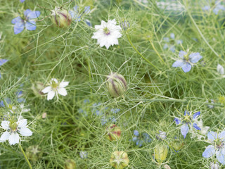 (Nigella damascena) Seed capsule of love-in-a-mist