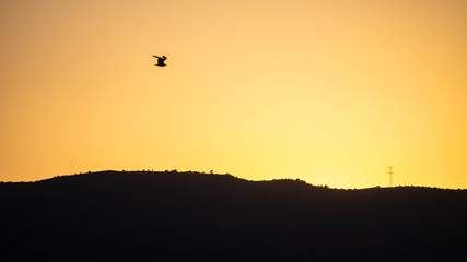 Flying at sunset