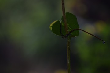 leaf on green background