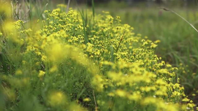 Yellow flowers of Cressleaf Groundsel on a spring meadow. Smooth camera movement.
