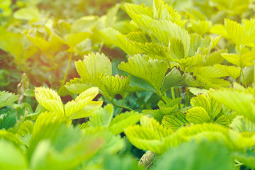strawberry leaves background in a strawberry field