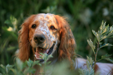 Hunting dog. English setter. Portrait of a hunting dog in nature among the grass