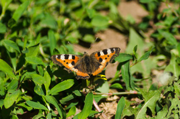 Small tortoiseshell, beautiful butterfly in summer