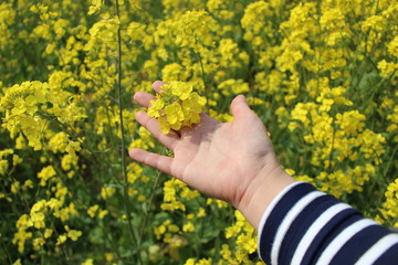 Yellow rape flower field scenery