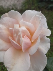 Fototapeta na wymiar pink rose with water drops