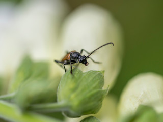 Brown wood-beetle sits on a blossom of the white foxglove
