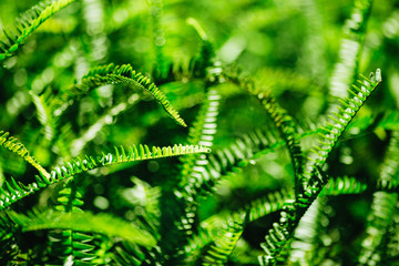 Fern plant background. Vibrant green fresh grass texture with bokeh and shallow DOF - 274419313
