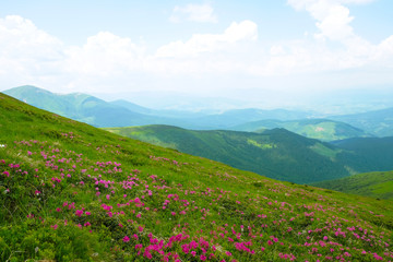 Fototapeta na wymiar In the Carpathian Mountains on the alpine meadows the rhododendron blossoms. Ukrainian nature. Tourism.