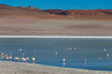 Beautiful background with Altiplanic Lagoon, a shallow saline lake and blue sky