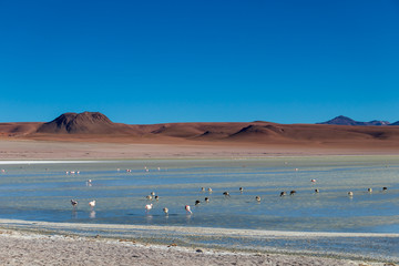 Altiplanic Laguna, Salty Lake, with flamingos, among the most important travel destination in Bolivia