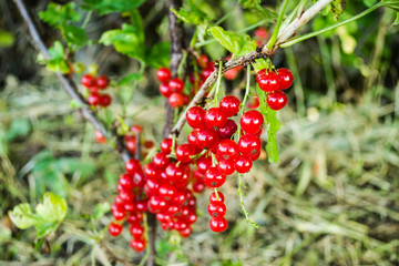 Mature fruits of red currant on bush branches