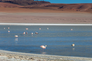 Altiplanic Laguna, Salty Lake, with flamingos, among the most important travel destination in Bolivia