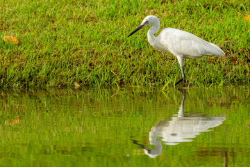 Little Egret wading in shallow pond finding food