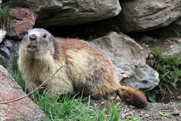 Marmotta