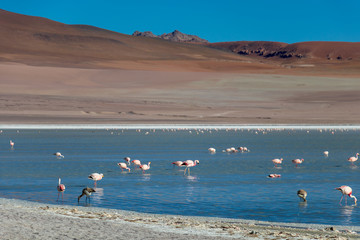 Altiplanic Laguna, Salty Lake, with flamingos, among the most important travel destination in Bolivia