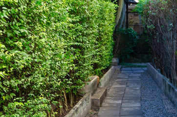 The cement path is surrounded by green trees in the garden.