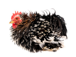  rooster isolated