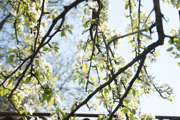tree spring nature flower