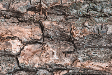 Texture of wood closeup -bark of an old oak