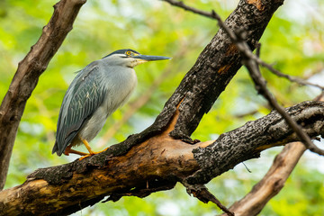 Striated Heron perching on a tree with blur green tree background