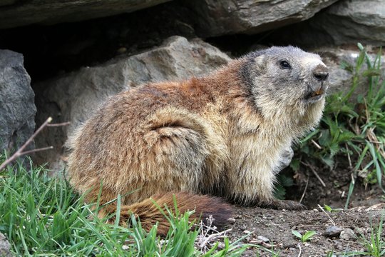 Topolone Bilder Durchsuchen 243 Archivfotos, und