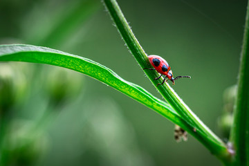 Macro view of one red ladybug walking on the green grass. Croatia.